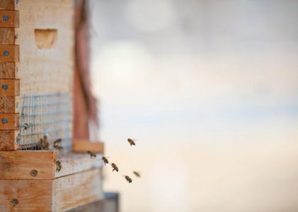 Reverend Langstroth and Beehive History Image